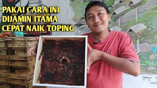 CARA CEPAT AGAR TRIGONA/KLANCENG ITAMA NAIK TOPING