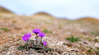 한국의 야생화 - 애기자운(Gueldenstaedtia verna)