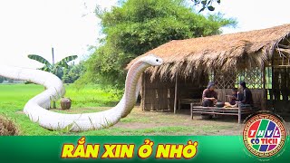 PHIM CỔ TÍCH 2025 | RẮN XIN Ở NHỜ | PHIM TRUYỆN CỔ TÍCH VIỆT NAM MỚI HAY NHẤT 2025 | THVL CỔ TÍCH