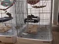 メスのシマリスの鳴き声　生後3か月ベビー