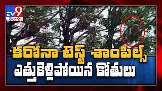 కరోనా టెస్ట్ శాంపిల్స్ ఎత్తుకెళ్లిన కోతులు..స్థానికుల్లో వణుకు! - TV9