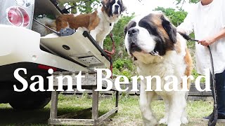 【日曜日のドックラン】平凡なセントバーナードの日記　Diary of an ordinary St. Bernard.