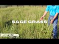 Sage Grass