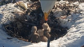 Jackie feeding second breakfast of the day | Big Bear Bald Eagle | Mar 8, 2025