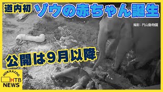 道内初ゾウの赤ちゃん誕生　母子ともに健康　公開は9月以降　気になる赤ちゃんゾウの名前は？