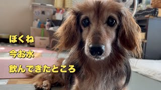 「お手」が「肉」に聞こえる可愛い老犬ダックス（老犬）（シニア犬）（ダックスフンド）