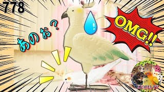 キバタンに抱かれたいオカメインコ・エマちゃん｜おもしろいかわいい動物癒し動画778 Cockatiel wants to be held by a parrot