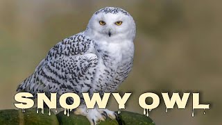 Snowy owl sound and call