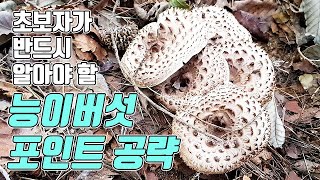 능이버섯 산행 - 초보자가 반드시 알아야 할 능이버섯 포인트 공략