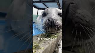 寝ぼけて絶対勘違いしてるアザラシ #アザラシシーパラダイス #ゴマフアザラシ #seal #cute #hokkaido