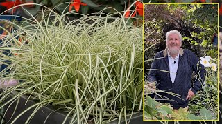 CAREX OU LAÎCHES, DES HERBES DÉCORATIVES QUI NE SONT PAS DES GRAMINÉES… Le Quotidien du Jardin N°275