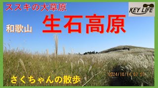 生石高原　10月11月超お勧め　ススキの草原散歩