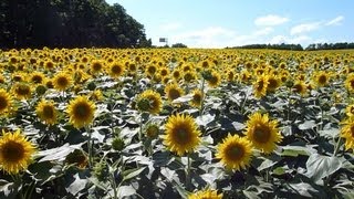 ヒマワリ 丘一面染める 北海道 １３０万本見ごろ