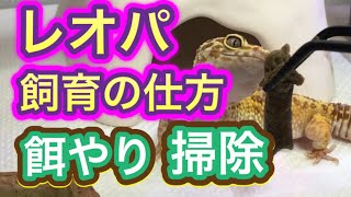 楽にお世話！レオパの飼育の仕方　初心者向け　Leopard gecko