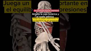 ¿Conoces el músculo Diafragma? #fisioterapia #physiotherapy #osteopatia