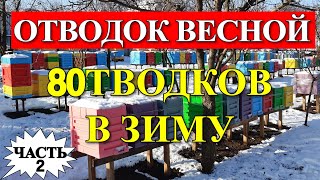 ОДИН ОТВОДОК С ЗИМЫ И ВОСЕМЬ ОТВОДКОВ В ЗИМУ/На пасеке Андрея Бодяна 2019