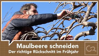 Maulbeerbaum schneiden - Der richtige Schnitt im Frühjahr