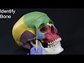 Skull Quiz Part III   Facial Bones