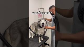 a singing husky