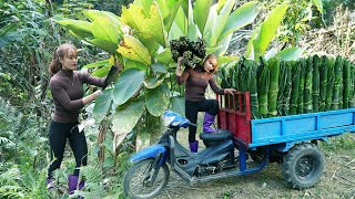 Use 3-wheeled Vehicle Harvesting Many Wild Dong Leaves Goes To Market Sell - Giang Thi Ca