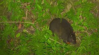 アマミノクロウサギ　An Endemic rabbit 　奄美大島