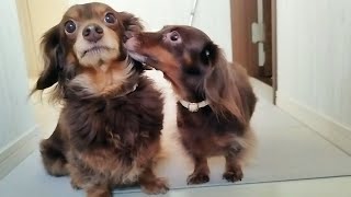 文句タラ男の兄犬を慰めた後に突然豹変する妹犬www【チワックスとダックスフンド】