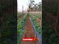 cucumber 🥒 farming agriculture foodfarming