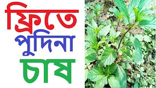 বাসা বাড়ির আঙ্গিনায় ফ্রিতে পুদিনা পাতা চাষ করবেন যেভাবে । Mint at Home