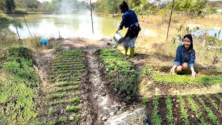 สาวลาวปลูกผักไว้กำลังงอกงาม 24 ธันวาคม ค.ศ 2024🇱🇦