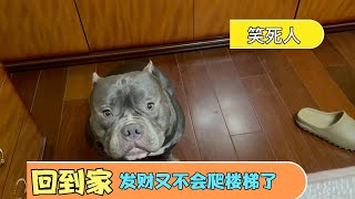 喂恶霸犬六甲吃药，发财口水一地。