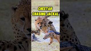 Cheetah chasing jackal #wildlife #cheetah #shorts #trending #viralvideo #cat #speed #fast