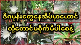 နေအိမ်မှယောင်လို့တောင်မစိုက်သင့်တဲ့ဂမုန်းများ