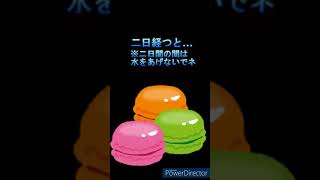 ひみつのおるすばん　チョコマカロンの入手方法【ロブロックス】 #ロブロックス #ひみつのおるすばん #実況