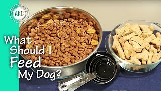 What Should I Feed My Dog?