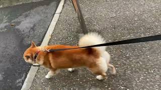 雨上がりの道を柴犬がただ歩くだけの動画