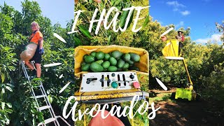 I'm Picking AVOCADOS In AUSTRALIA (again)