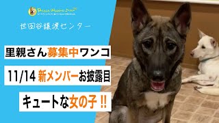 新メンバー茜ちゃんお披露目ライブ　：　里親募集中のワンコ #Shorts #保護犬 #里親募集 #殺処分 #犬 #譲渡 #dog #ピースワンコ