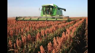 Sorghum in the Field: From Planting to Harvest