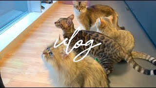 【vlog】地元札幌の猫カフェで可愛すぎて悶絶する女達🐈