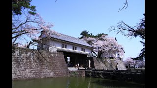 新発田城址公園の桜