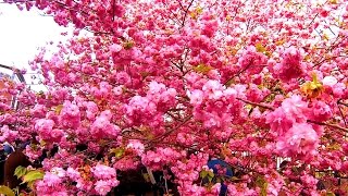 Kansai Cherry Blossom Sightseeing Guide Osaka Mint Sakura Full Bloom   大阪造幣局　桜の通り抜け20150411満開