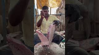 Koduva fish cutting video Fishcuttingrs #fishcuttingrs #fish #kasimedu