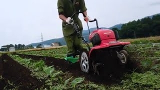 ミニ耕運機で里芋の土寄せ作業