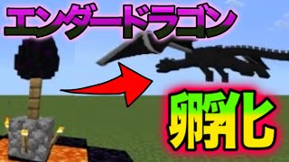 エンダードラゴンを孵化させる方法！？【マインクラフト】【マイクラ】#マイクラ #マインクラフト #マインクラフ #マインクラフト統合版 #minecraft #まいくら #エンダードラゴン