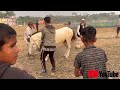 আজব কান্ড গুড়া দৌড়ো দেখতে গিয়ে মারামারি horse race sylhet