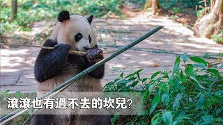 《熊貓TOP榜》第46期 滾滾也有過不去的坎兒 | iPanda