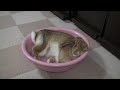 洗面器に入ってごろりうさぎrabbit lying in wash basin2012 05 11