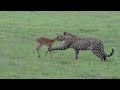 Incredible footage of leopard behaviour during impala kill - Sabi Sand Game Reserve, South Africa