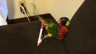 だらだら遊ぶごんちゃん（ゴシキセイガイインコ/Rainbow Lorikeet）