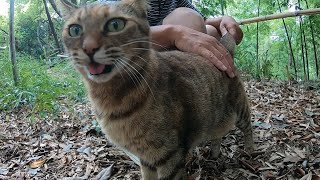 父が裏山へ迎えに来て嬉しいけど家に帰らない娘猫